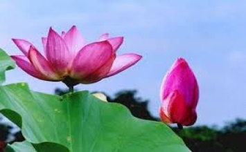 Khổ và vui trong thiền quán